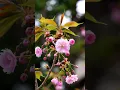 Download Lagu Bunga sakura yang cantik #sakura #bungasakura #ai #japan #jepang #timelapse #nature #beautiful