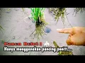 PANCING PENITI‼️KEMBALI BERULAH TAKLUKKAN BELUT-BELUT SAWAH