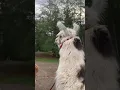 Funny Llama Sounds #shorts #llamas #funnyanimals