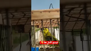 تغريد الليكرا الطرنجان النعرا اقوى تغريد 