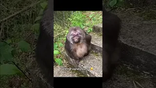 Monkey Is Smiling Memes Meme 