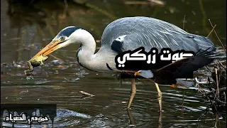 صوت زركي الاصلي 