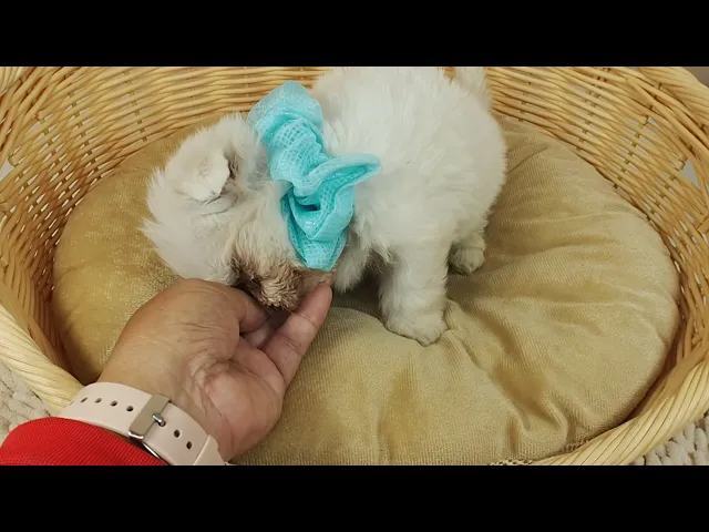 動画