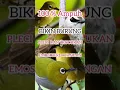Download Lagu SUARA PIKAT TERBUKTI BIKIN  BURUNG TRUCUK DAN PLECI EMOSI BERDATANGAN