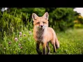 Download Lagu 【Foxistance - Instrumental Version】by Day Fox | Artlist