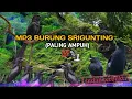 Download Lagu suara Pikat burung srigunting hanya hitungan detik langsung nyaut‼️