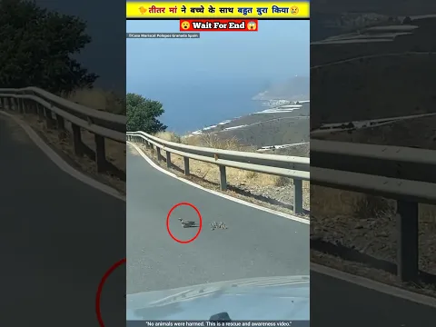 क्यों बच्चे को बीच सड़क पर छोड़कर भागी पक्षी 😱🐤