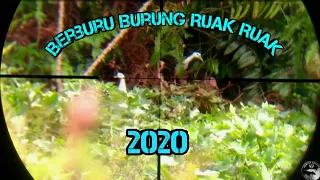 Download Berburu Burung Ruak Ruak Burung  Tekukur Dan Burung Sintar (Koplak Moment) MP3