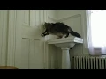My cat can open round door knobs