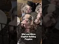 Lagu Mini English Bulldog Puppies after they finished eating. Super important to keep them clean always!