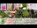 Lagu BEGINI CARA MEMBUAHKAN DURIAN DILUAR MUSIM | Apa saja Pupuknya? Dan Bagaimana Aplikasinya?