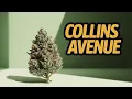 Jk Distro CA-7 COLLINS AVE Review