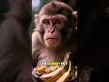 Download Lagu The Monkey and the Bananas 🍌 #bitstories #animals #kindness #lifelessons