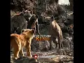 Download Lagu 🦁 The Roar of the King – Mufasa’s Legendary Moment