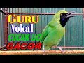 Download Lagu Guru vokal cucak ijo gacor|| Dijamin cucak ijo lain ikut ngamuk dan gacor