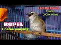 Download Lagu Pakai masteran trucukan ropel panjang 1 nafas ini TRUCUK mu  bakal jadi juara