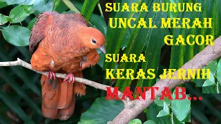 Download Suara burung uncal merah gacor MP3