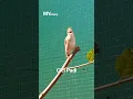 Download Lagu Cici padi berkicau di Aviary