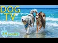 DOG TV s Entertain for Dogs to Watch All-Day No-Anxiety - Calming Music for Dogs