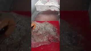 جزار سمك طريقة تنضيف سمك راية 