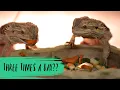 How Many Times a Day Should I Feed My Bearded Dragon