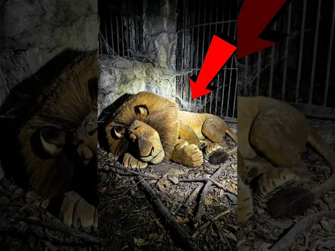 Ya no habrá más MADAGASCAR!😰 #viralshorts