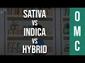 Sativa Vs Indica Vs Hybrid You ve Been Picking Strains All Wrong
