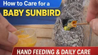 how to care for a baby sunbird olive backed sunbird hand feeding u0026 daily care