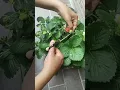 Lagu 🍓