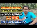 Download Lagu Rahasia Pemupukan kelapa sawit yang luar biasa