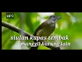 Download Lagu Siulan kapas tembak manggil burung lain#Siulan_kapas_tembak#suara_kapastembak