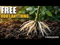 How to Root Any Plant for Free 4 Proven Methods Tested Side by Side No Rooting Hormone Needed