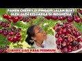 Download Lagu PANEN CHERRY DI PINGGIR JALAN BUAT BAWA PULANG KE INDONESIA
