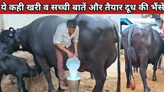 23 Kg Milk Capacity Best Breeding Murrha with female Calf और झूठे व्यापार करने वालो को कही खरी खोटी 