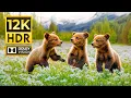 Download Lagu WONDERFUL ANIMALS 12K HDR 120FPS | with Cinematic Music (Colorfully Dynamic)