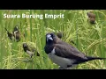 Download Lagu Suara burung emprit di sawah