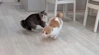 仕事してるのにドタバタ走り回って騒がしい猫たちですwww