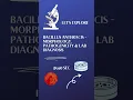 Download Lagu Bacillus anthracis microbiology : Morphology, Pathogenesis \u0026 Lab diagnosis. #bscmicrobiology