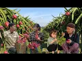 Lagu A busy day: Harvesting dragon fruit at the end of the season - BiBi's Joy Has A New Home