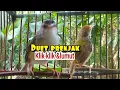 Download Lagu Masteran gacor kompilasi prenjak lumut vs prenjak klik klik gacor