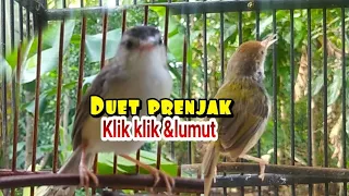 masteran gacor kompilasi prenjak lumut vs prenjak klik klik gacor
