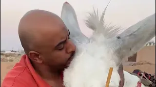 وصل جبوري بالانجاز الجديد   دندنها