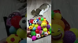 Cat Barsik 🔔 Marbles Cubes 🌈❤ Reverse video