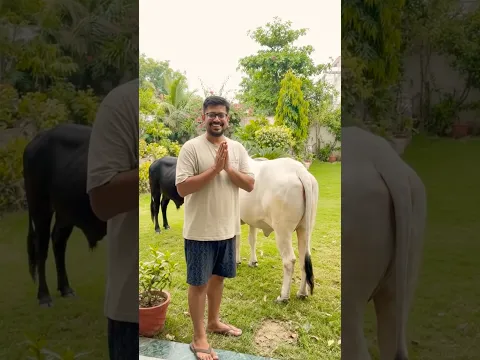 Gaumata Ji Aur Nandi Ji Ki Sewa🙏🏻👍 #gaumata #krishna #radheradhe