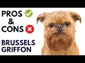 Brussels Griffon Dog Breed Pros and Cons Brussels Griffon Advantages and Disadvantages