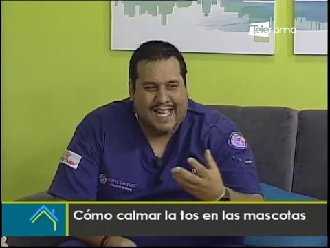 Cómo calmar la tos en las mascotas