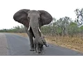 Download Lagu Mother Elephant Protects Calf From Tourists