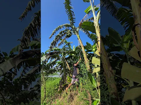 How bananas are cut, banana (4464) ππ± #banana #farming #shorts #bananas #bananafarming