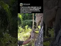 Real life Disney movie moment