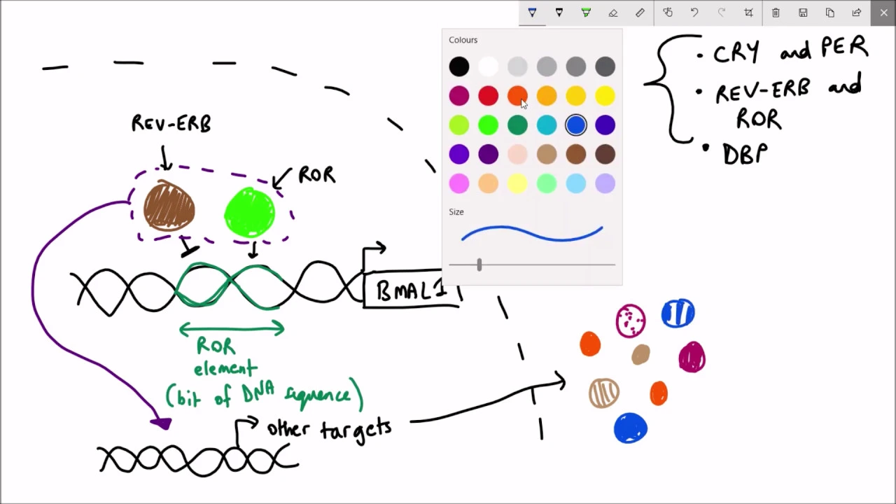 How the Circadian Clock Works: TTFL Explained